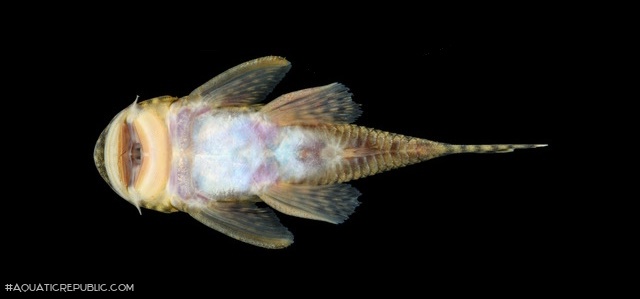 Chaetostoma thomsoni