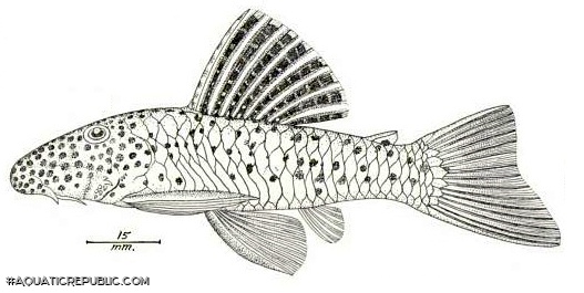 Chaetostoma vagum