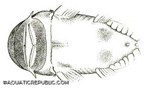 Chaetostoma vagum