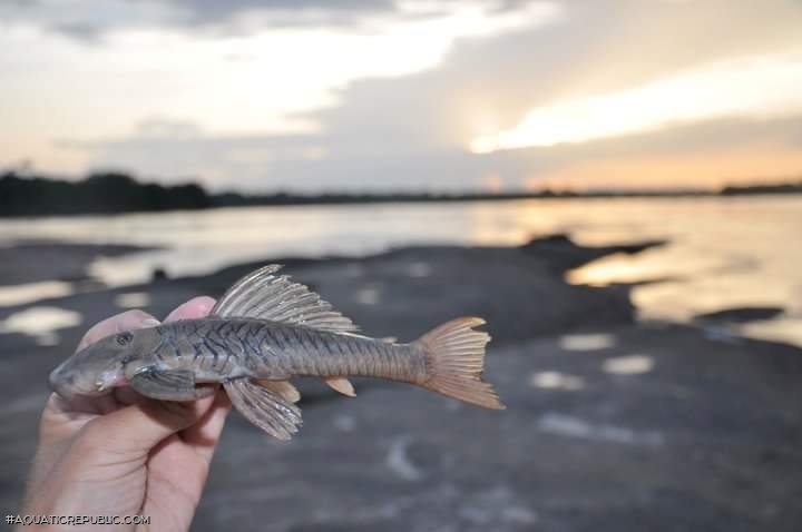 Chaetostoma vasquezi