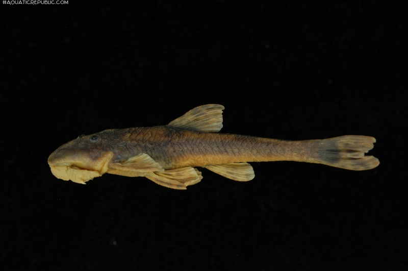 Chauliocheilos saxatilis