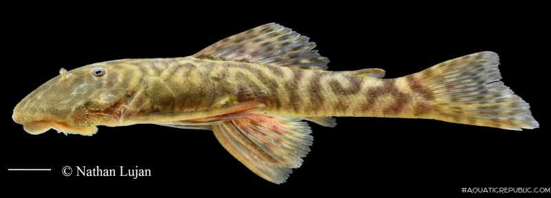 Cordylancistrus daguae