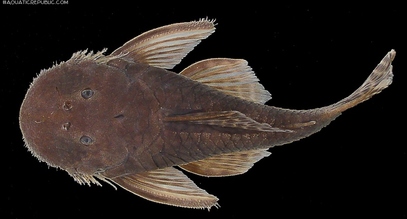 Cordylancistrus tayrona