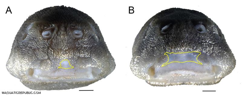 Corumbataia acanthodela