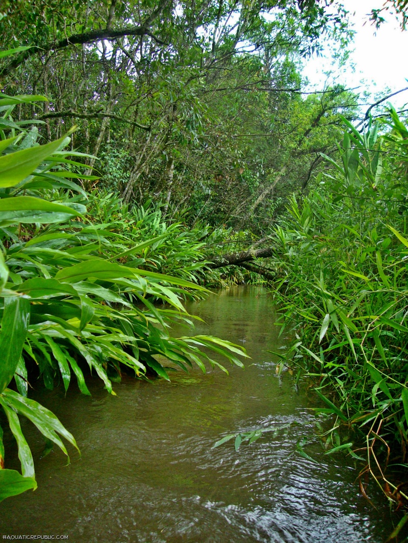 Corumbataia cuestae