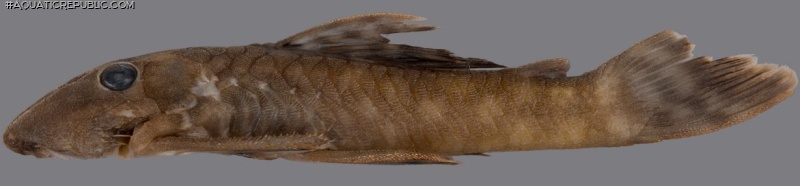 Cryptancistrus similis