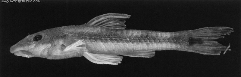 Curculionichthys insperatus