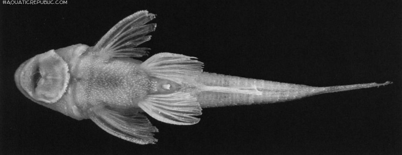 Curculionichthys insperatus