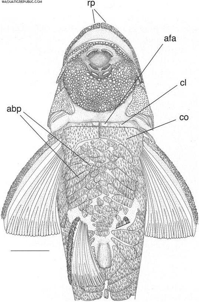 Curculionichthys insperatus