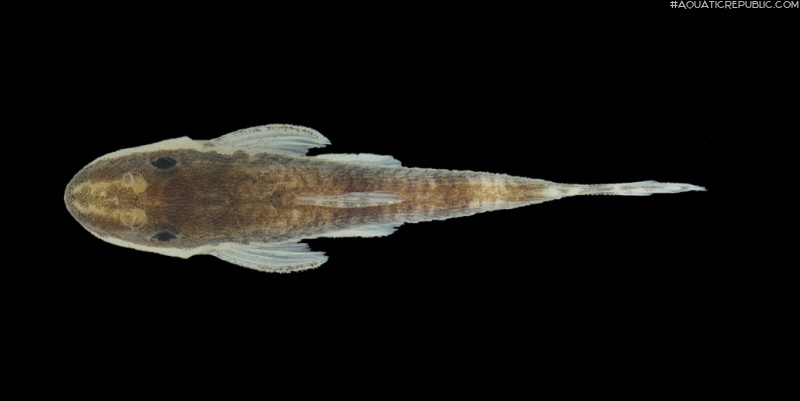 Curculionichthys itaim