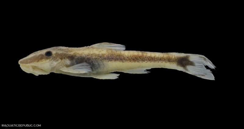 Curculionichthys tukana