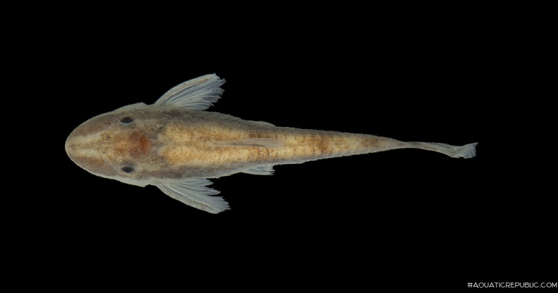 Curculionichthys tukana