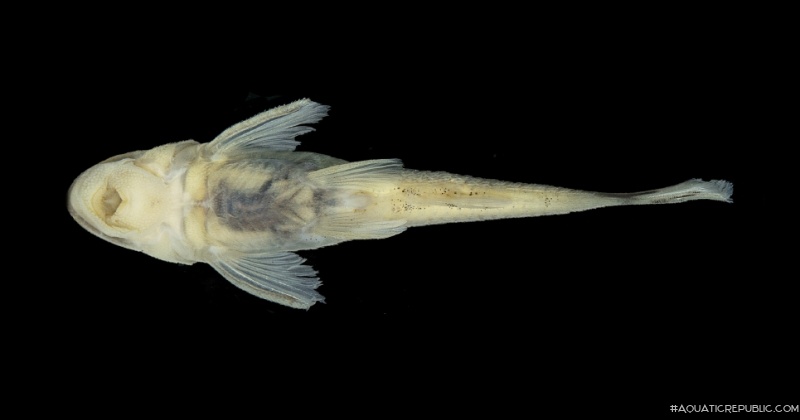 Curculionichthys tukana