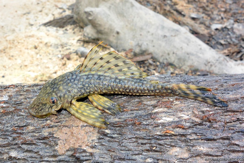 Dekeyseria amazonica