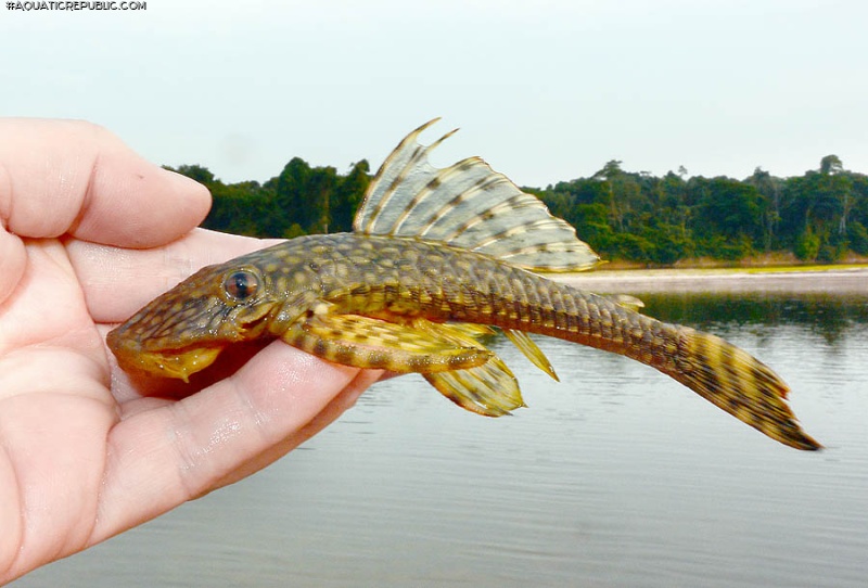 Dekeyseria amazonica