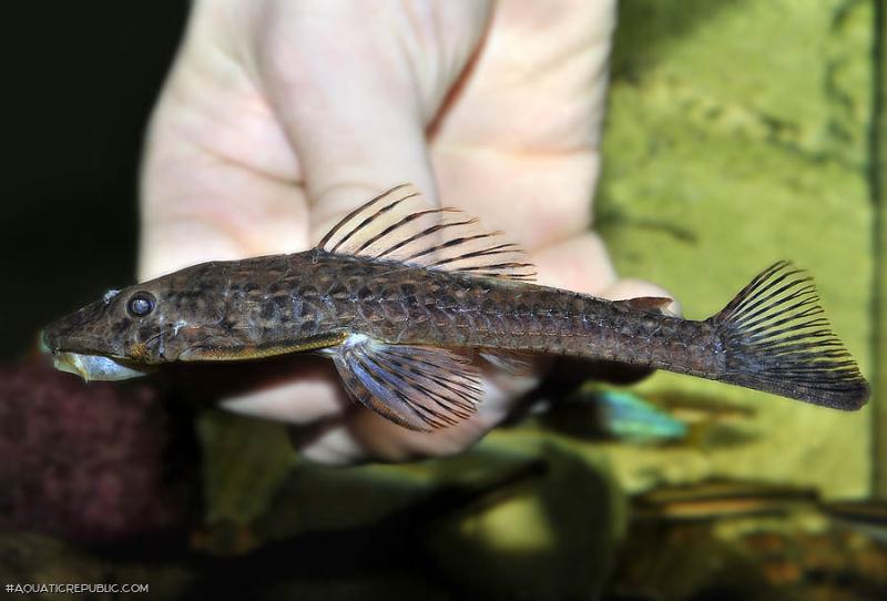 Dekeyseria amazonica