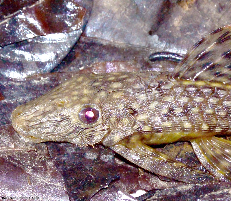 Dekeyseria scaphirhynchus