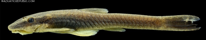 Epactionotus advenus