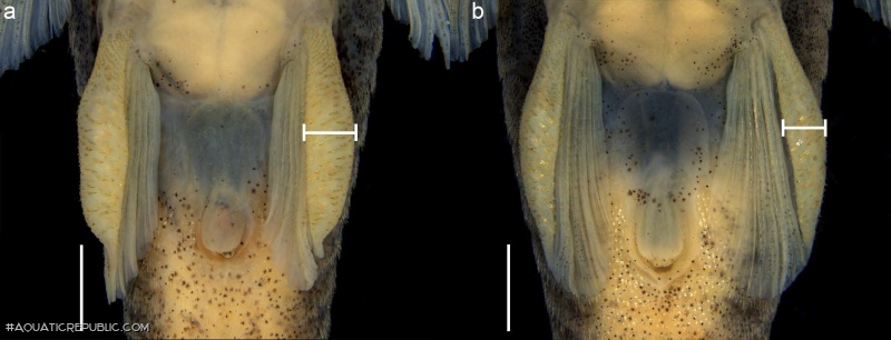 Epactionotus advenus