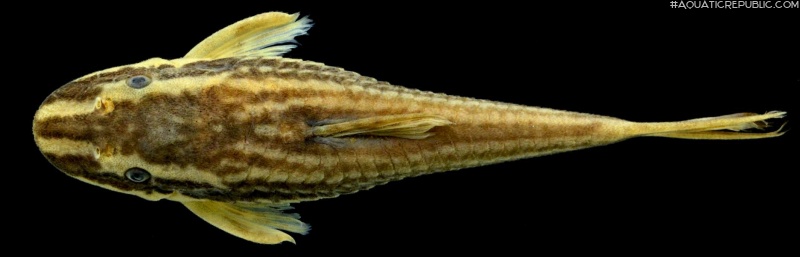 Epactionotus bilineatus