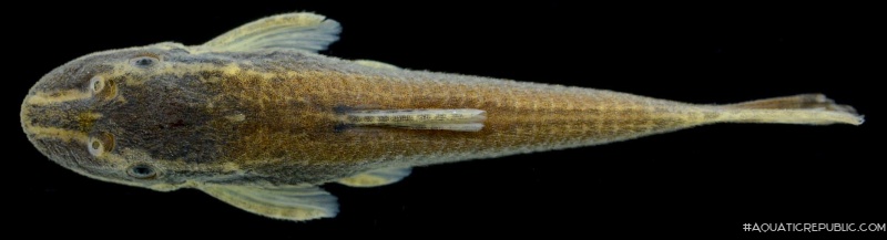 Epactionotus gracilis