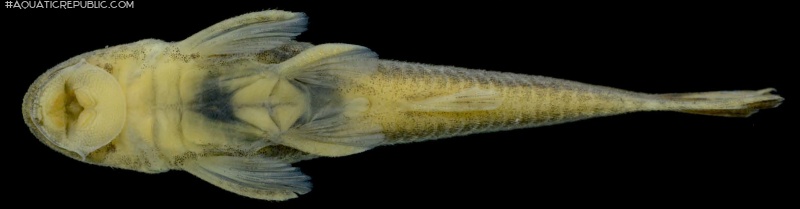 Epactionotus gracilis