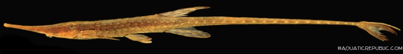 Farlowella gianetii