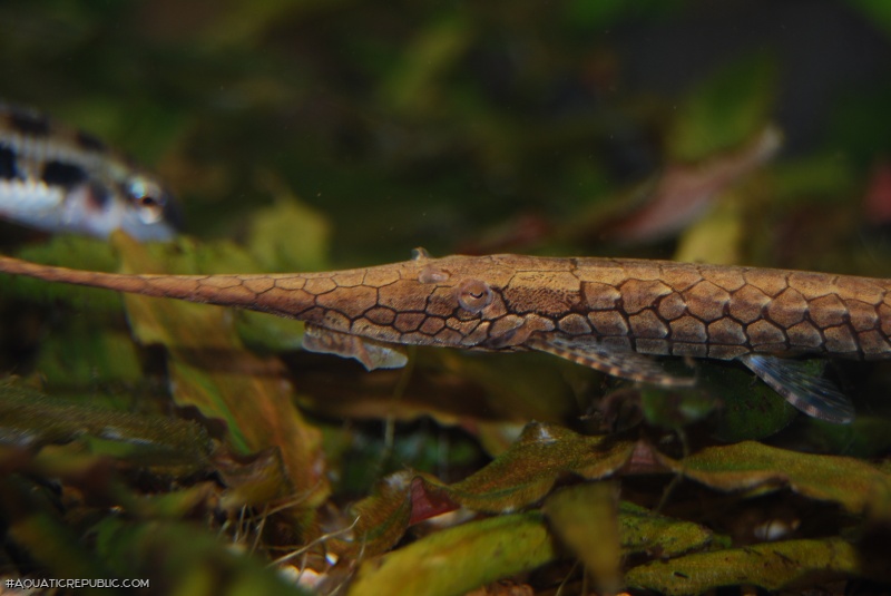 Farlowella henriquei