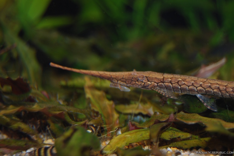 Farlowella henriquei