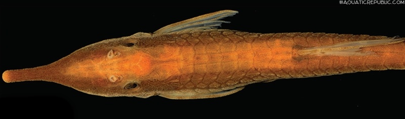 Farlowella jauruensis