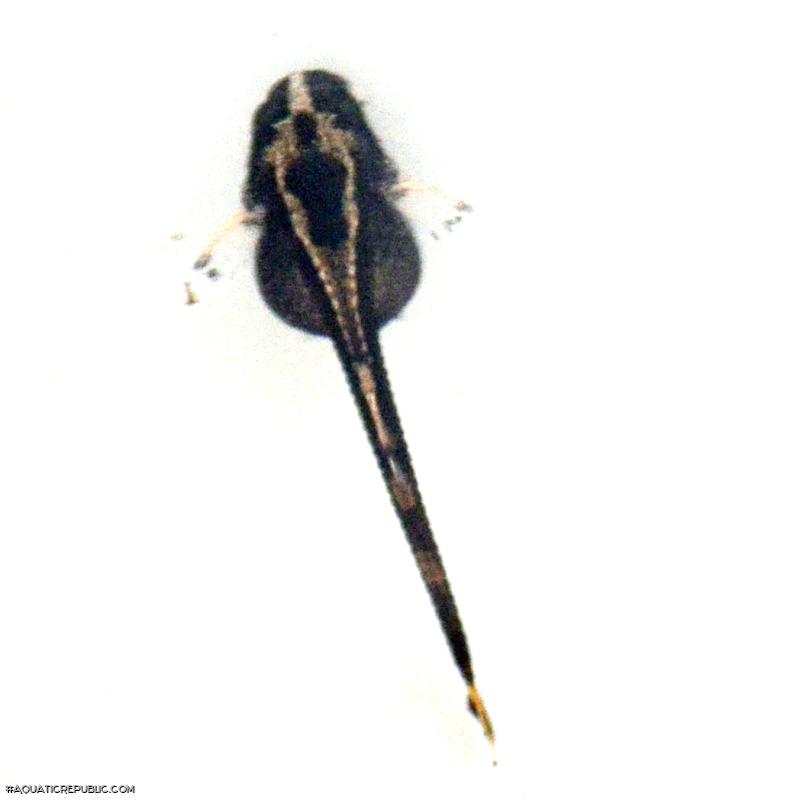 Farlowella platorynchus