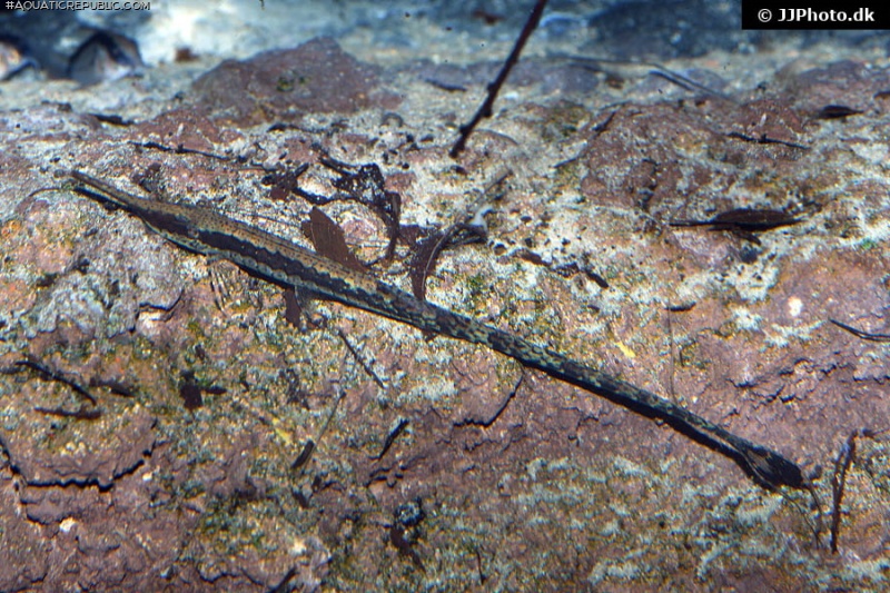 Farlowella vittata