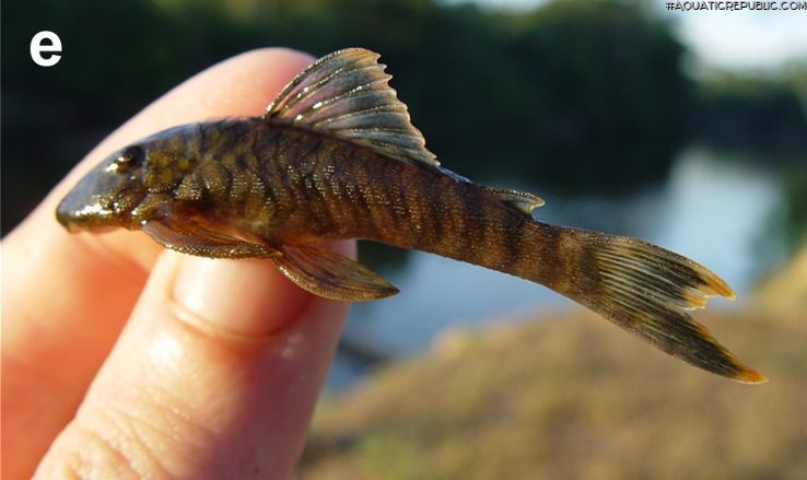 Guyanancistrus brevispinis