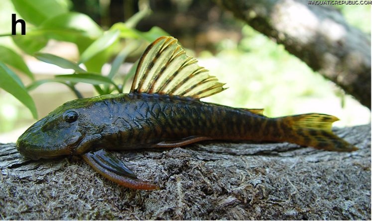 Guyanancistrus brevispinis