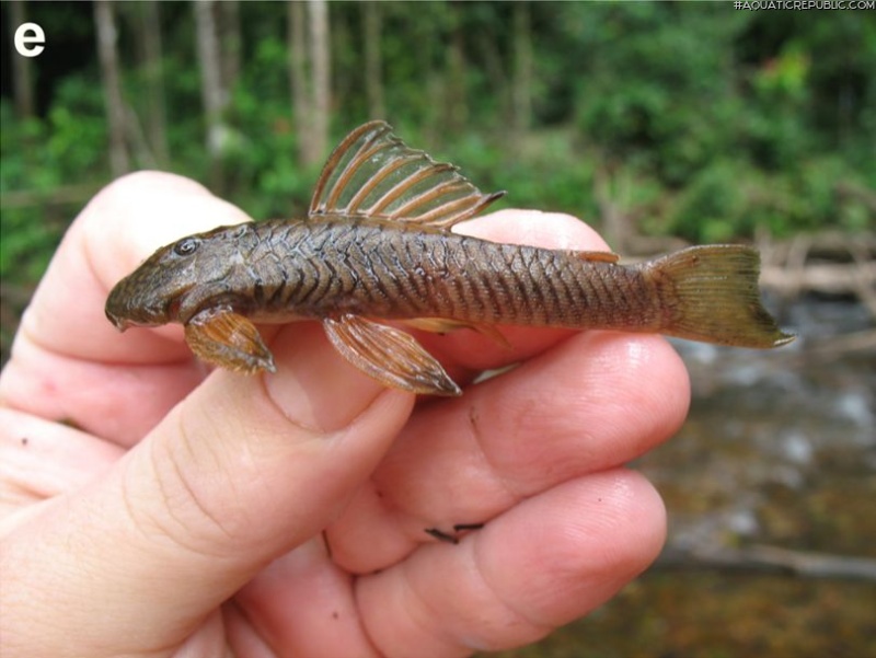 Guyanancistrus nassauensis