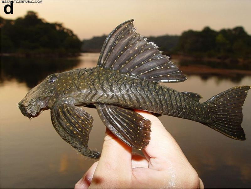 Guyanancistrus niger