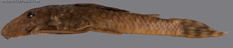 Guyanancistrus tenuis