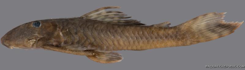 Guyanancistrus teretirostris