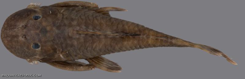 Guyanancistrus teretirostris