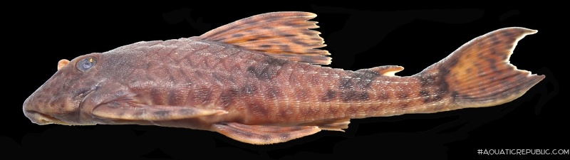 Hemiancistrus furtivus