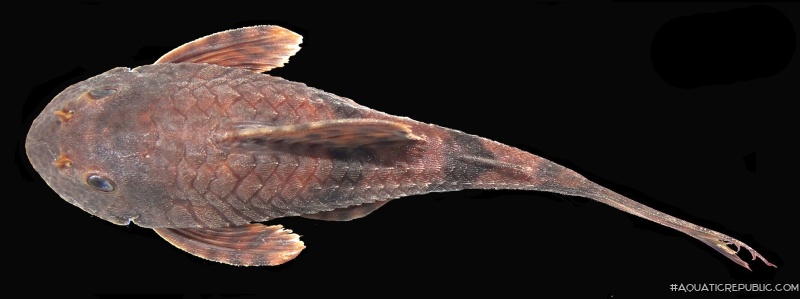 Hemiancistrus furtivus