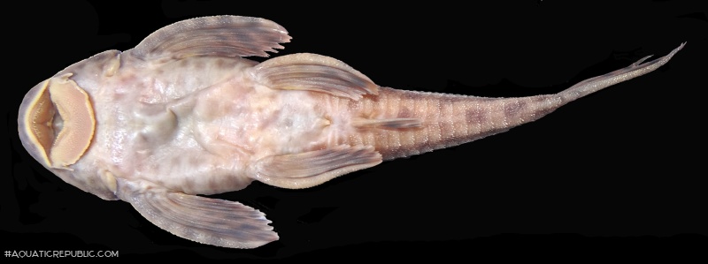 Hemiancistrus furtivus