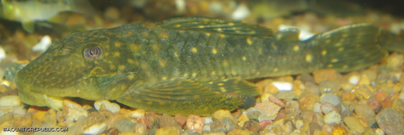 Hemiancistrus meizospilos