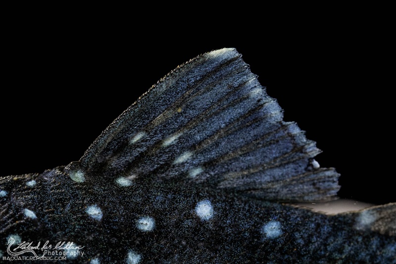 Hemiancistrus sp. (L128)