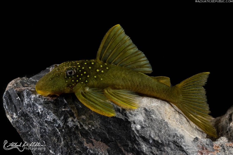 Hemiancistrus subviridis