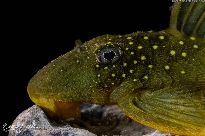 Hemiancistrus subviridis