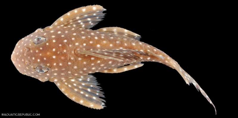 Hypancistrus margaritatus