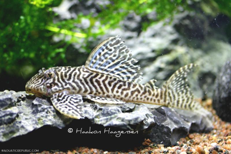 Hypancistrus seideli