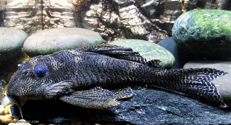 Hypancistrus seideli