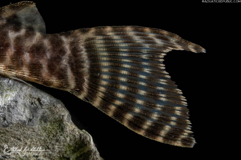 Hypancistrus seideli